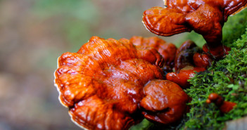 ¿Podría ser el GANODERMA nocivo para la SALUD?