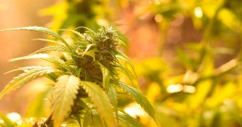 El cáñamo de cannabis legalizado. ¿Ahora qué?