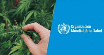 La OMS recomienda RECLASIFICAR la marihuana en VIRTUD de los TRATADOS internacionales
